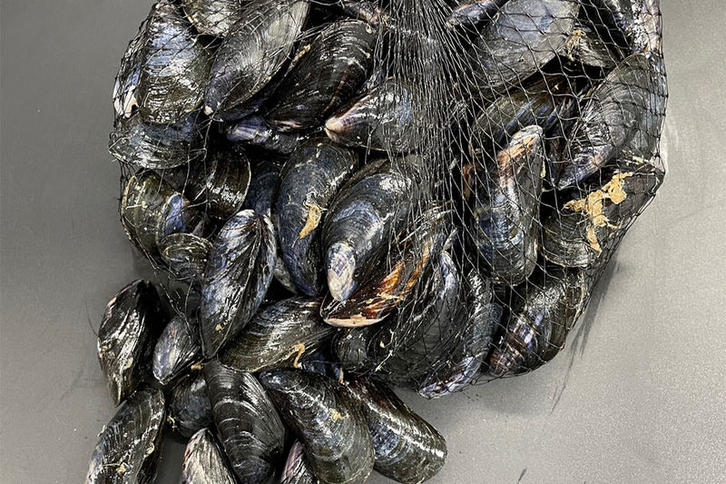 Mussels LIVE 2KG